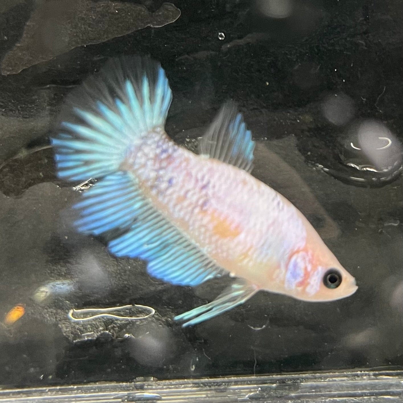 the-fish-farm Female Betta Female Betta - One Only - D Choose your own Female Betta at The Fish Farm Australia