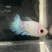 the-fish-farm Female Betta Female Betta - One Only - D Choose your own Female Betta at The Fish Farm Australia