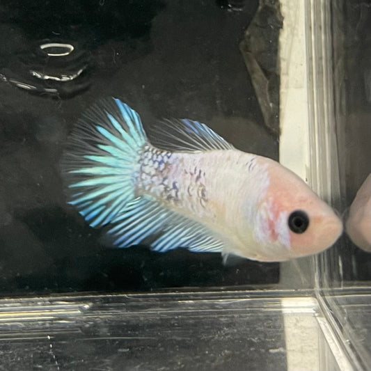 the-fish-farm Female Betta Female Betta - One Only - D Choose your own Female Betta at The Fish Farm Australia