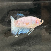 the-fish-farm Female Betta Female Betta - One Only - D Choose your own Female Betta at The Fish Farm Australia