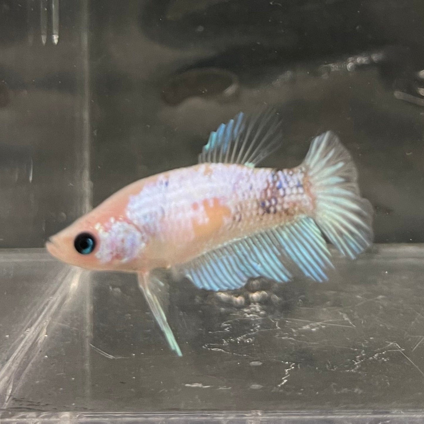 the-fish-farm Female Betta Female Betta - One Only - D Choose your own Female Betta at The Fish Farm Australia