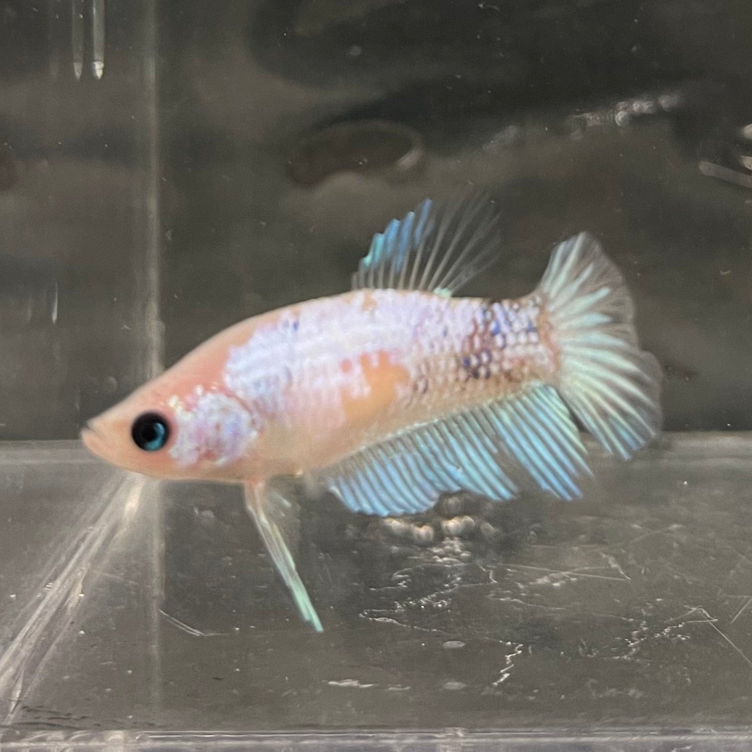 the-fish-farm Female Betta Female Betta - One Only - D Choose your own Female Betta at The Fish Farm Australia