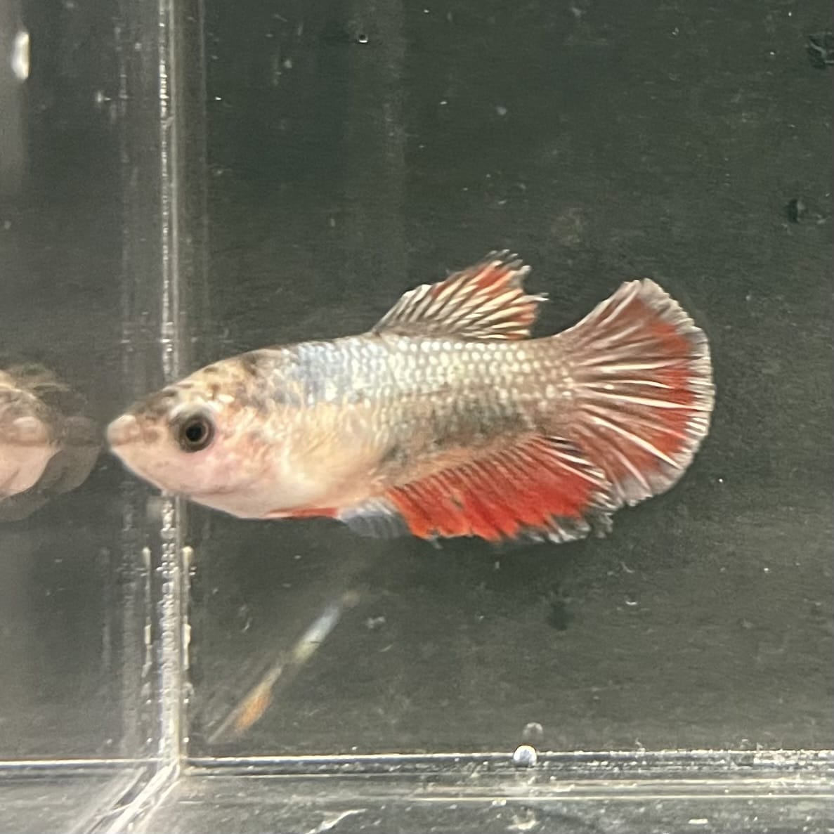 the-fish-farm Female Betta Female Betta - One Only - D Choose your own Female Betta at The Fish Farm Australia