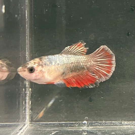 the-fish-farm Female Betta Female Betta - One Only - D Choose your own Female Betta at The Fish Farm Australia