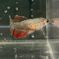 the-fish-farm Female Betta Female Betta - One Only - D Choose your own Female Betta at The Fish Farm Australia