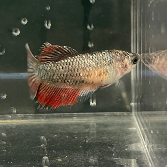 the-fish-farm Female Betta Female Betta - One Only - D Choose your own Female Betta at The Fish Farm Australia