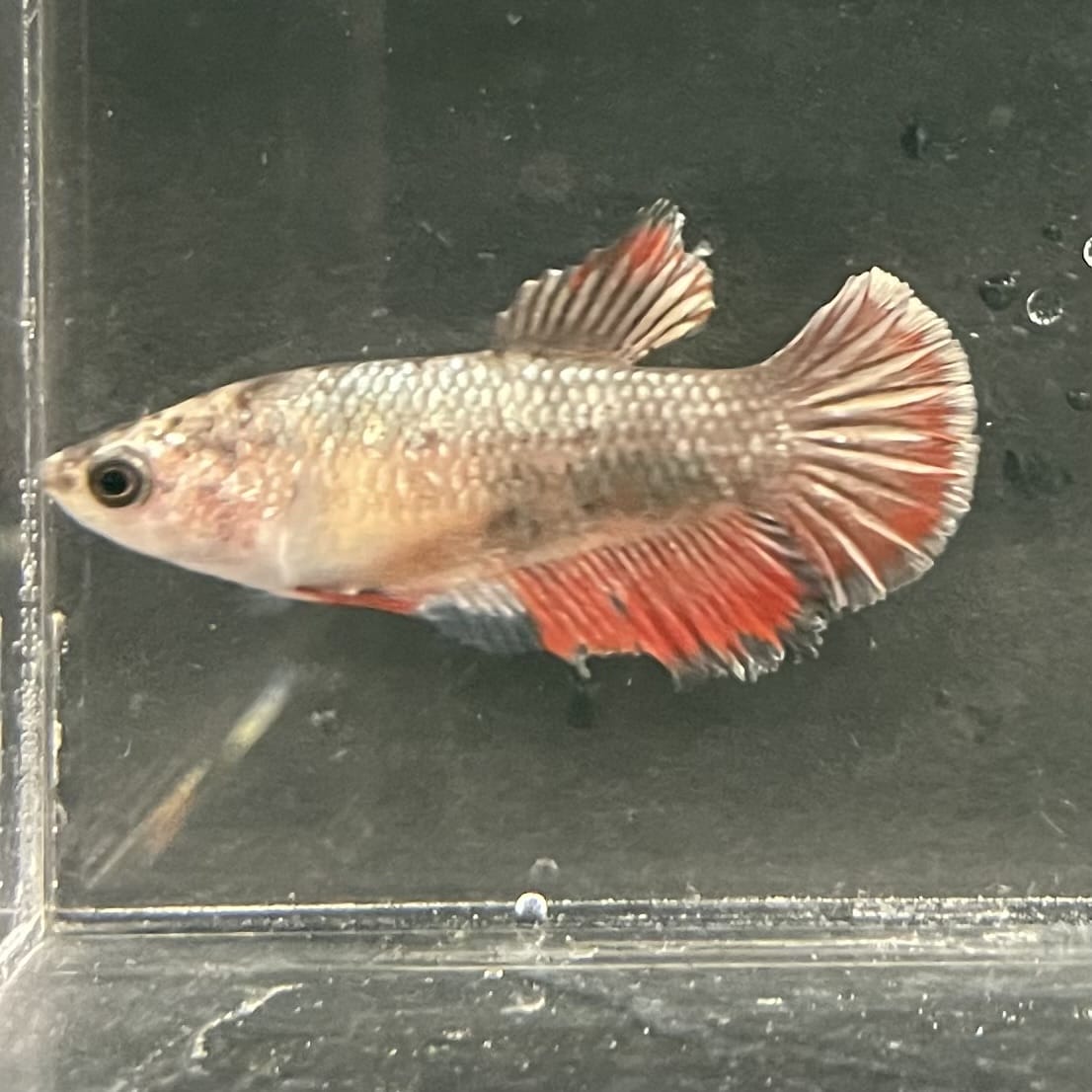 the-fish-farm Female Betta Female Betta - One Only - D Choose your own Female Betta at The Fish Farm Australia