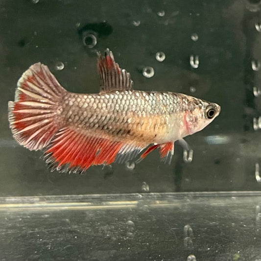 the-fish-farm Female Betta Female Betta - One Only - D Choose your own Female Betta at The Fish Farm Australia
