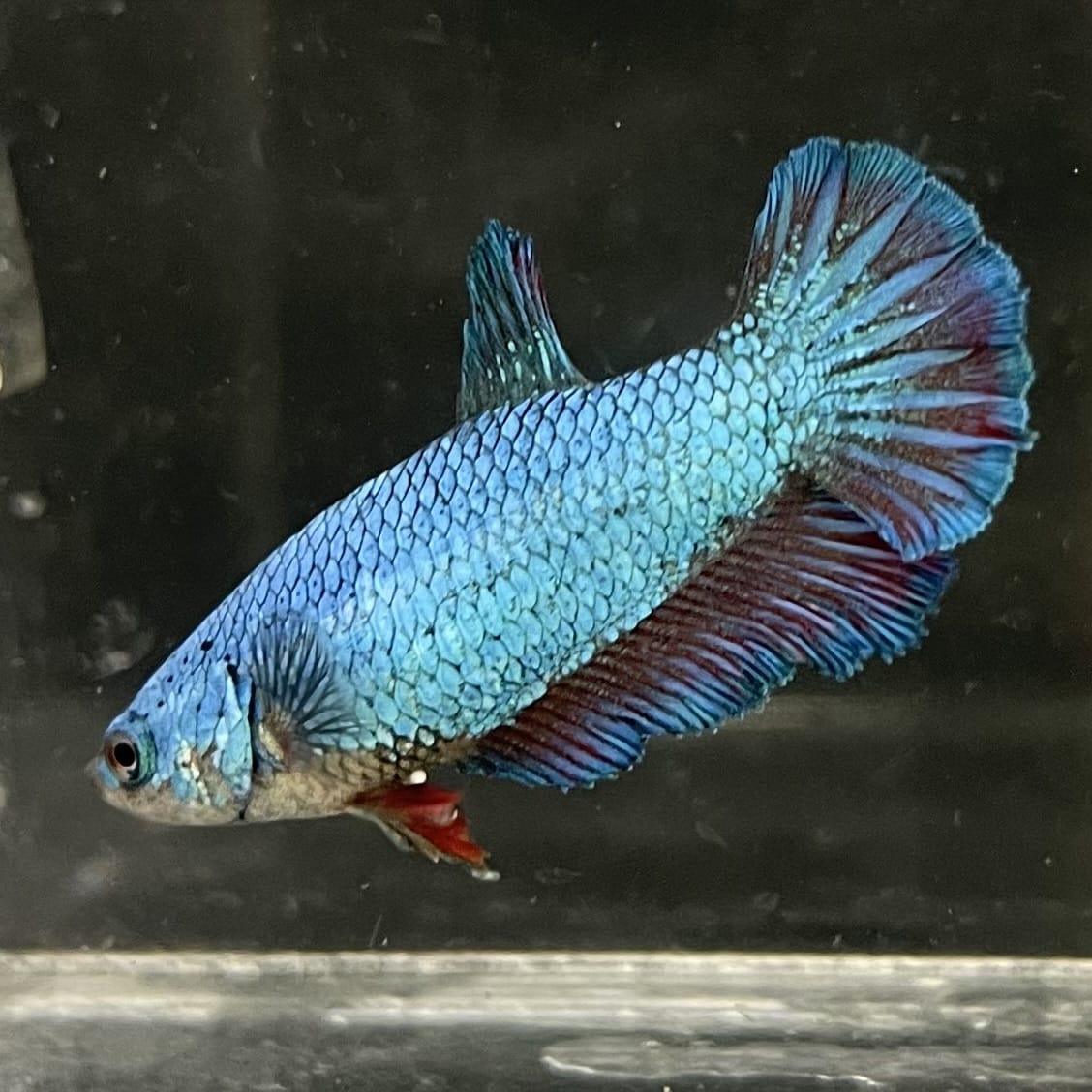 the-fish-farm Female Betta Female Betta - One Only - D Choose your own Female Betta at The Fish Farm Australia