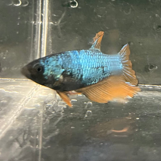 the-fish-farm Female Betta Female Betta - One Only - D Choose your own Female Betta at The Fish Farm Australia