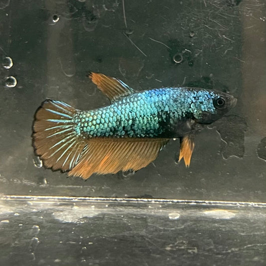 the-fish-farm Female Betta Female Betta - One Only - D Choose your own Female Betta at The Fish Farm Australia