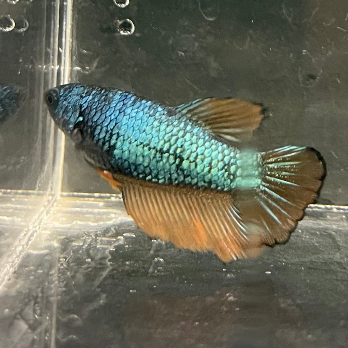 the-fish-farm Female Betta Female Betta - One Only - D Choose your own Female Betta at The Fish Farm Australia