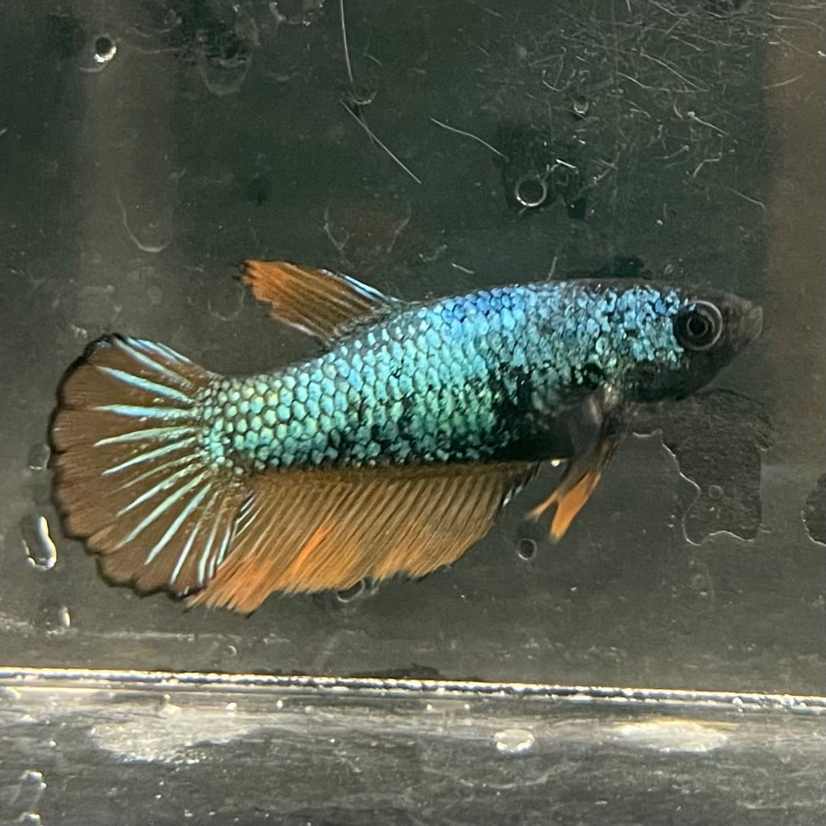 the-fish-farm Female Betta Female Betta - One Only - D Choose your own Female Betta at The Fish Farm Australia