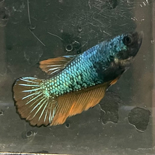 the-fish-farm Female Betta Female Betta - One Only - D Choose your own Female Betta at The Fish Farm Australia