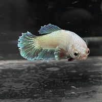 the-fish-farm Female Betta Female Betta - One Only - D Choose your own Female Betta at The Fish Farm Australia