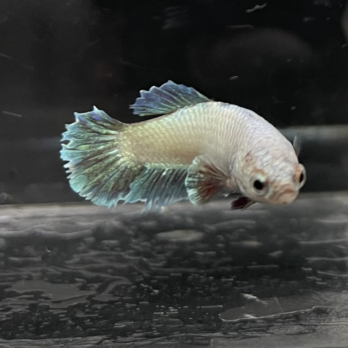 the-fish-farm Female Betta Female Betta - One Only - D Choose your own Female Betta at The Fish Farm Australia