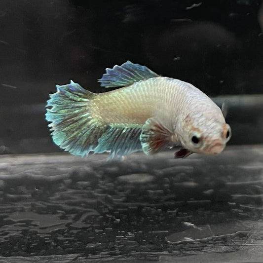 the-fish-farm Female Betta Female Betta - One Only - D Choose your own Female Betta at The Fish Farm Australia
