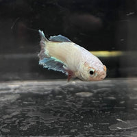 the-fish-farm Female Betta Female Betta - One Only - D Choose your own Female Betta at The Fish Farm Australia