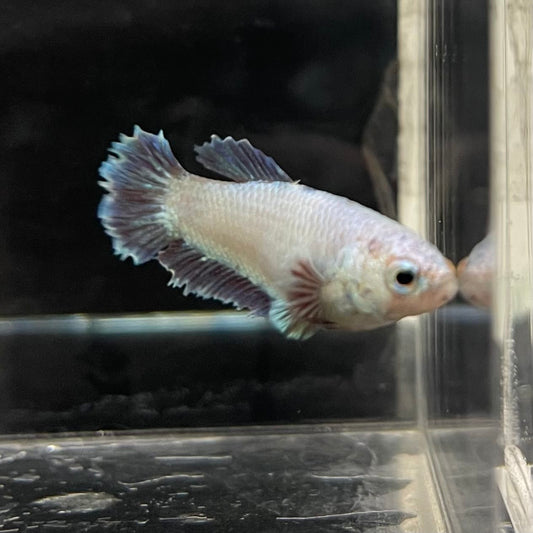 the-fish-farm Female Betta Female Betta - One Only - D Choose your own Female Betta at The Fish Farm Australia
