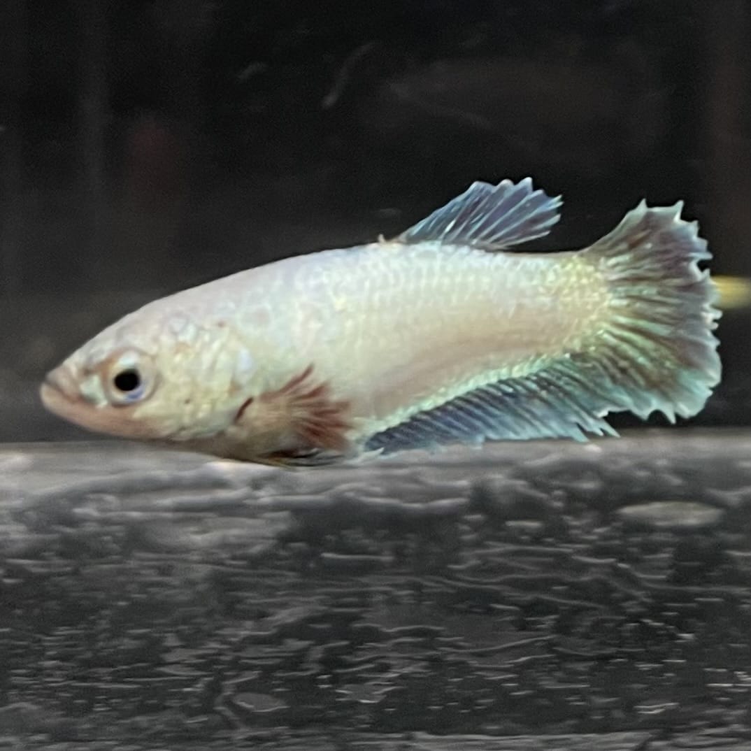 the-fish-farm Female Betta Female Betta - One Only - D Choose your own Female Betta at The Fish Farm Australia
