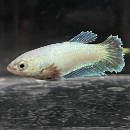 the-fish-farm Female Betta Female Betta - One Only - D Choose your own Female Betta at The Fish Farm Australia