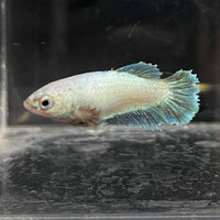 the-fish-farm Female Betta Female Betta - One Only - D Choose your own Female Betta at The Fish Farm Australia
