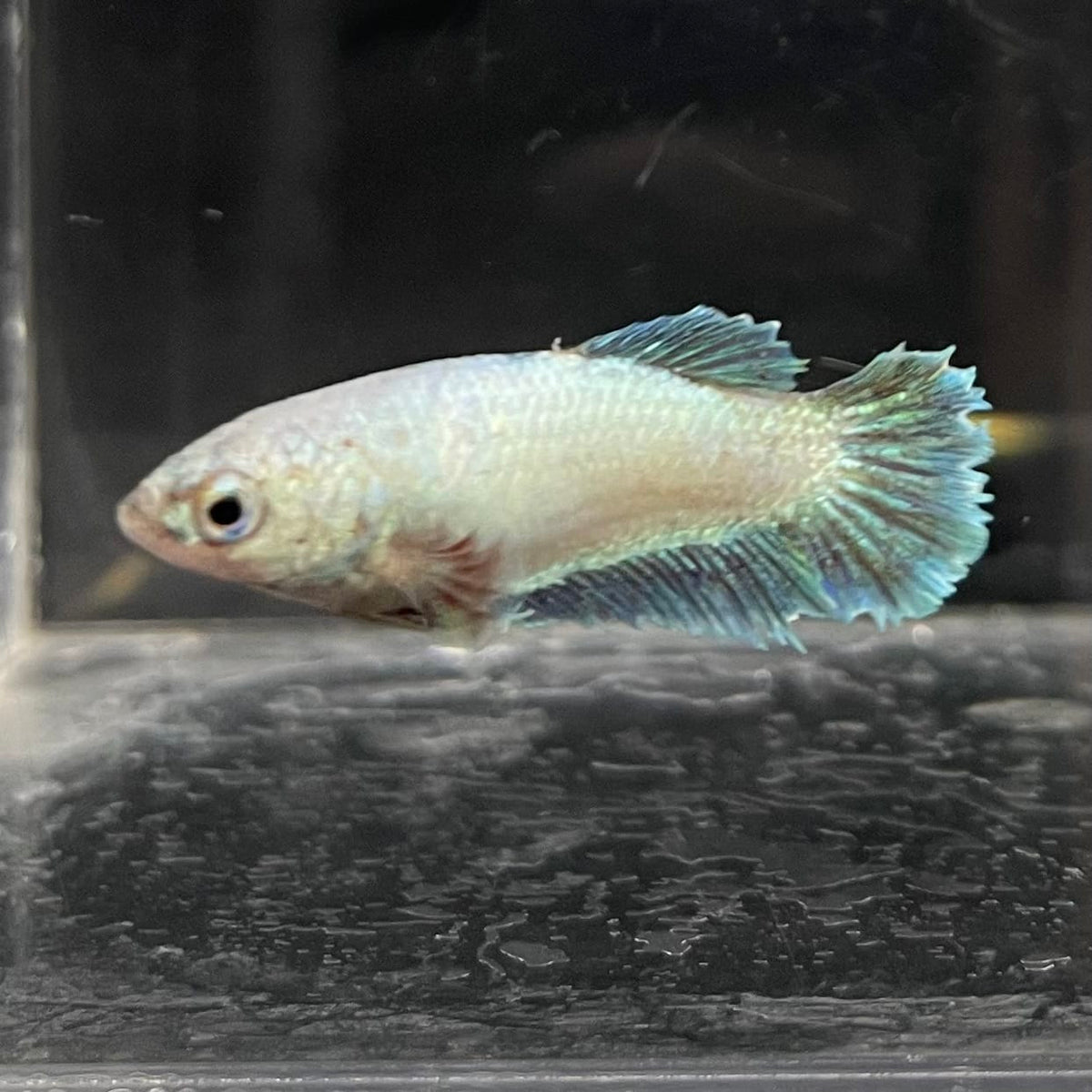 the-fish-farm Female Betta Female Betta - One Only - D Choose your own Female Betta at The Fish Farm Australia