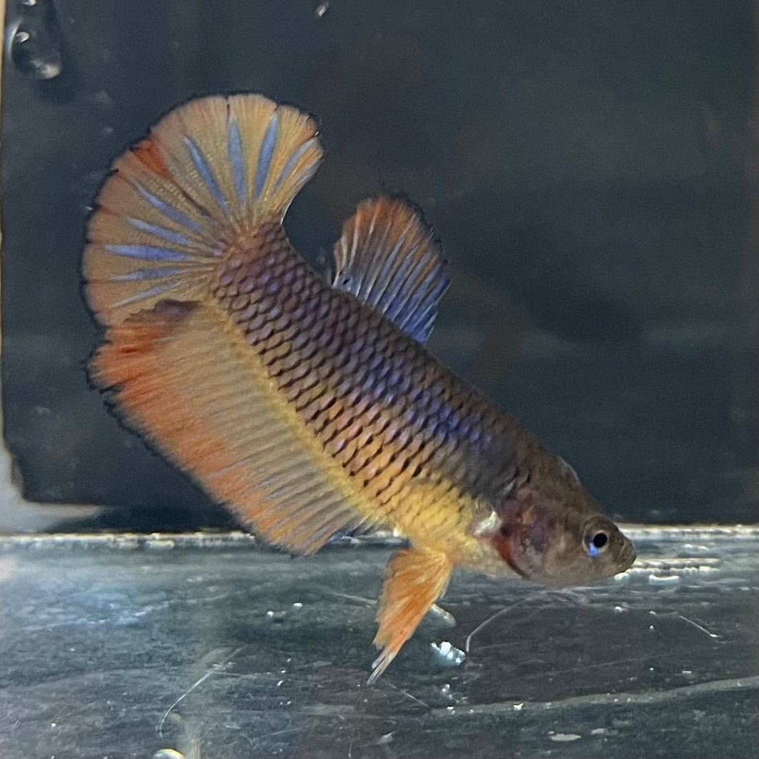 the-fish-farm Female Betta Female Betta - One Only - D Choose your own Female Betta at The Fish Farm Australia