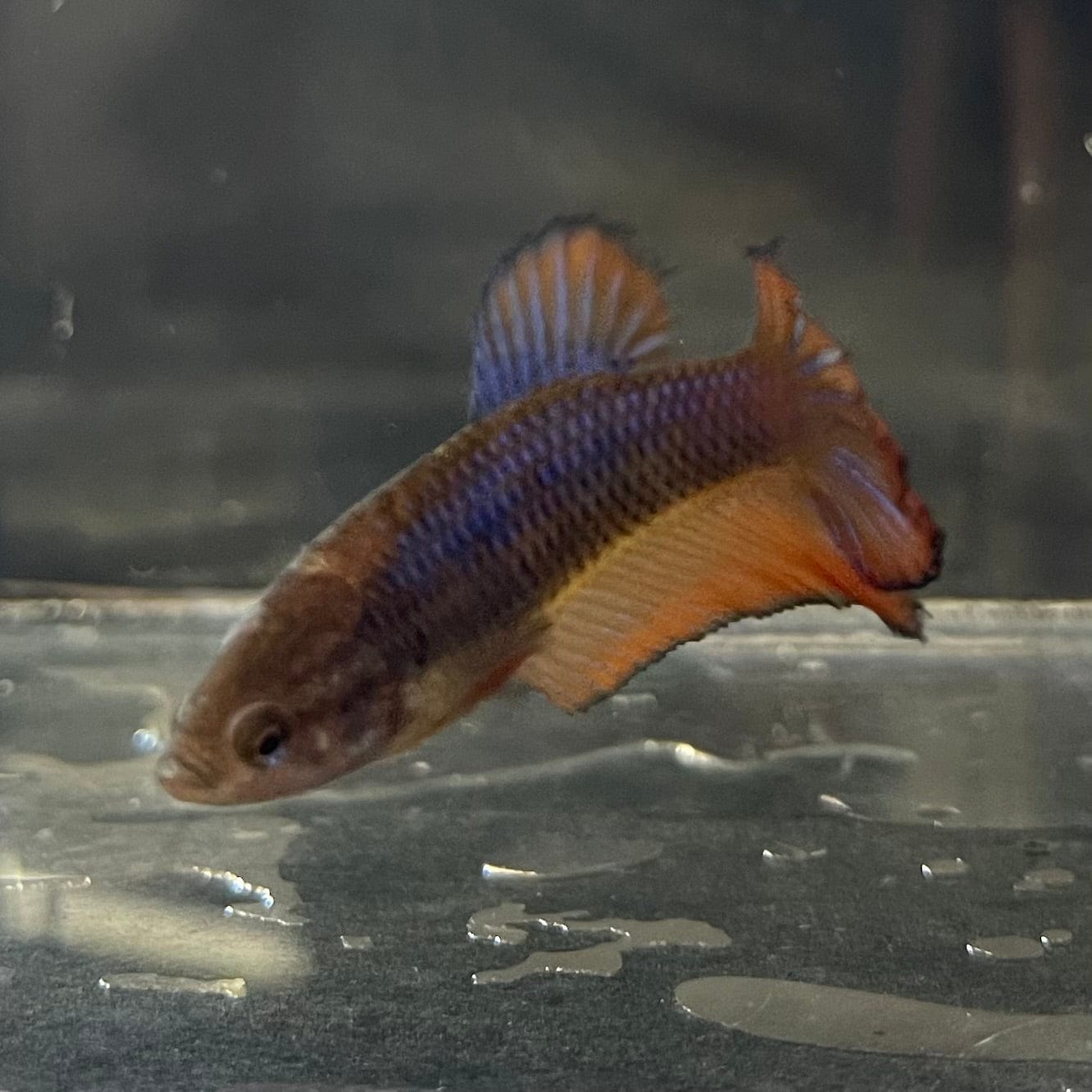 the-fish-farm Female Betta Female Betta - One Only - D Choose your own Female Betta at The Fish Farm Australia