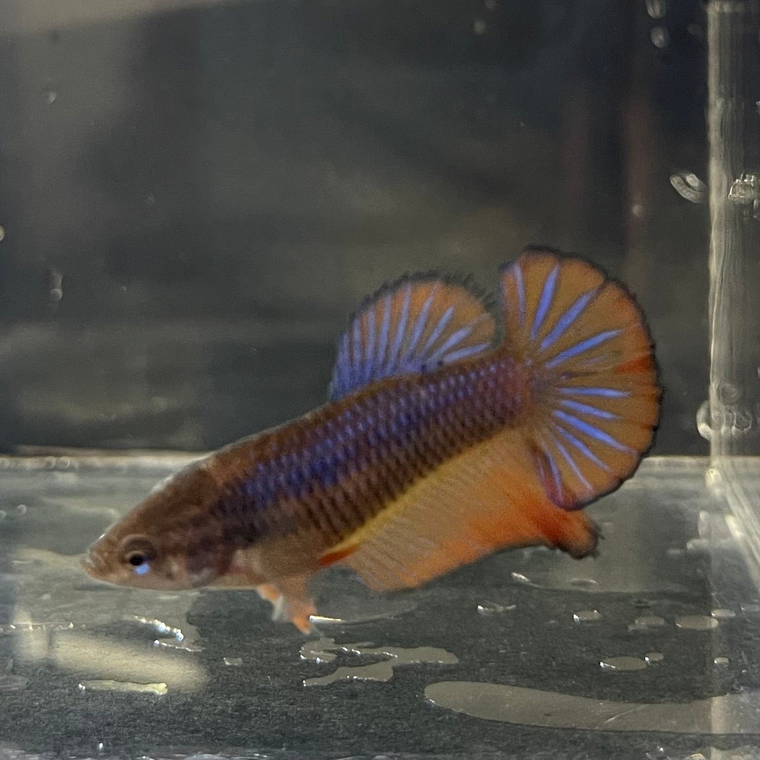 the-fish-farm Female Betta Female Betta - One Only - D Choose your own Female Betta at The Fish Farm Australia