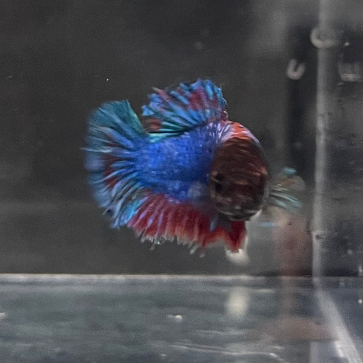 the-fish-farm Female Betta Female Betta - One Only - E Choose your own Female Betta at The Fish Farm Australia