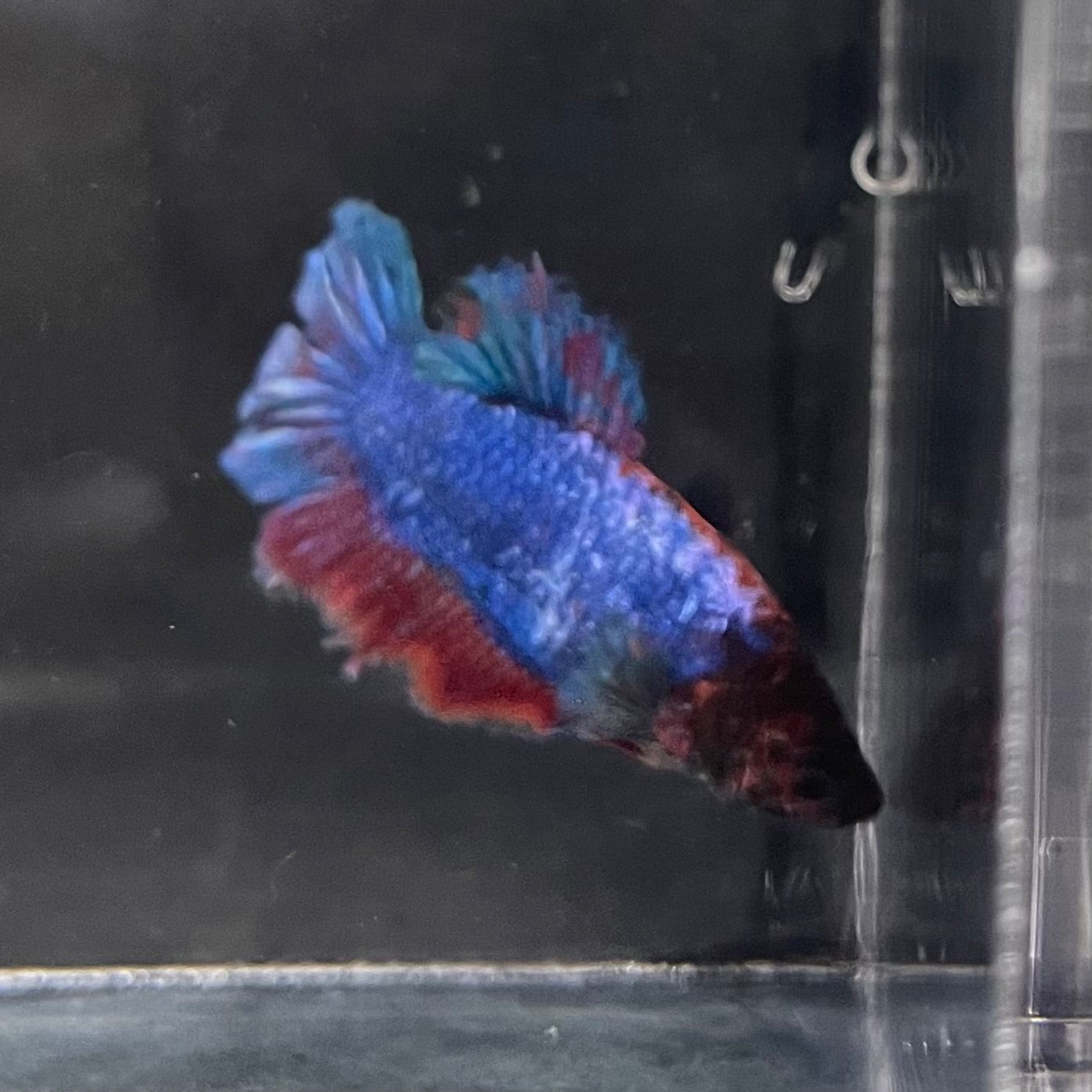 the-fish-farm Female Betta Female Betta - One Only - E Choose your own Female Betta at The Fish Farm Australia