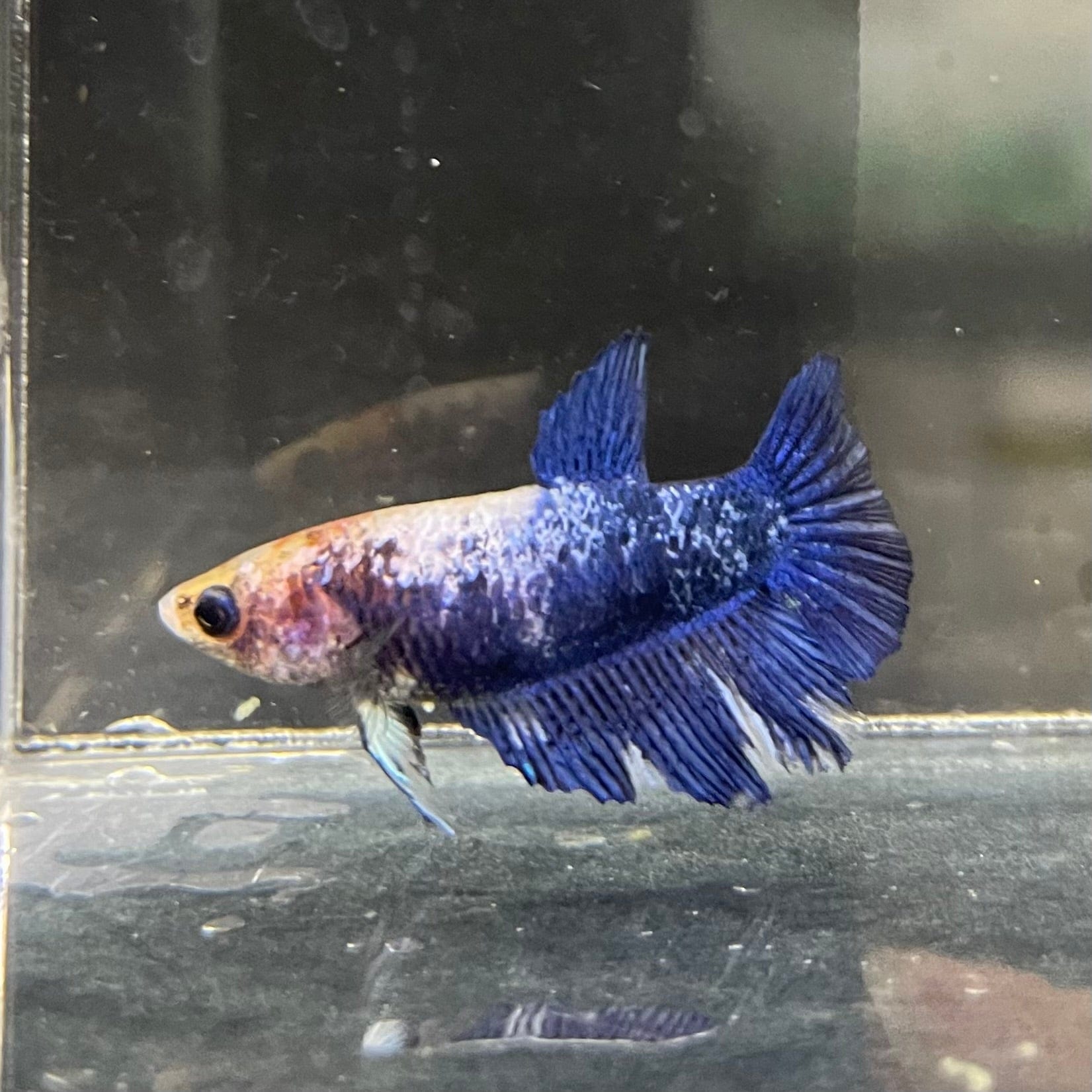 the-fish-farm Female Betta Female Betta - One Only - E Choose your own Female Betta at The Fish Farm Australia