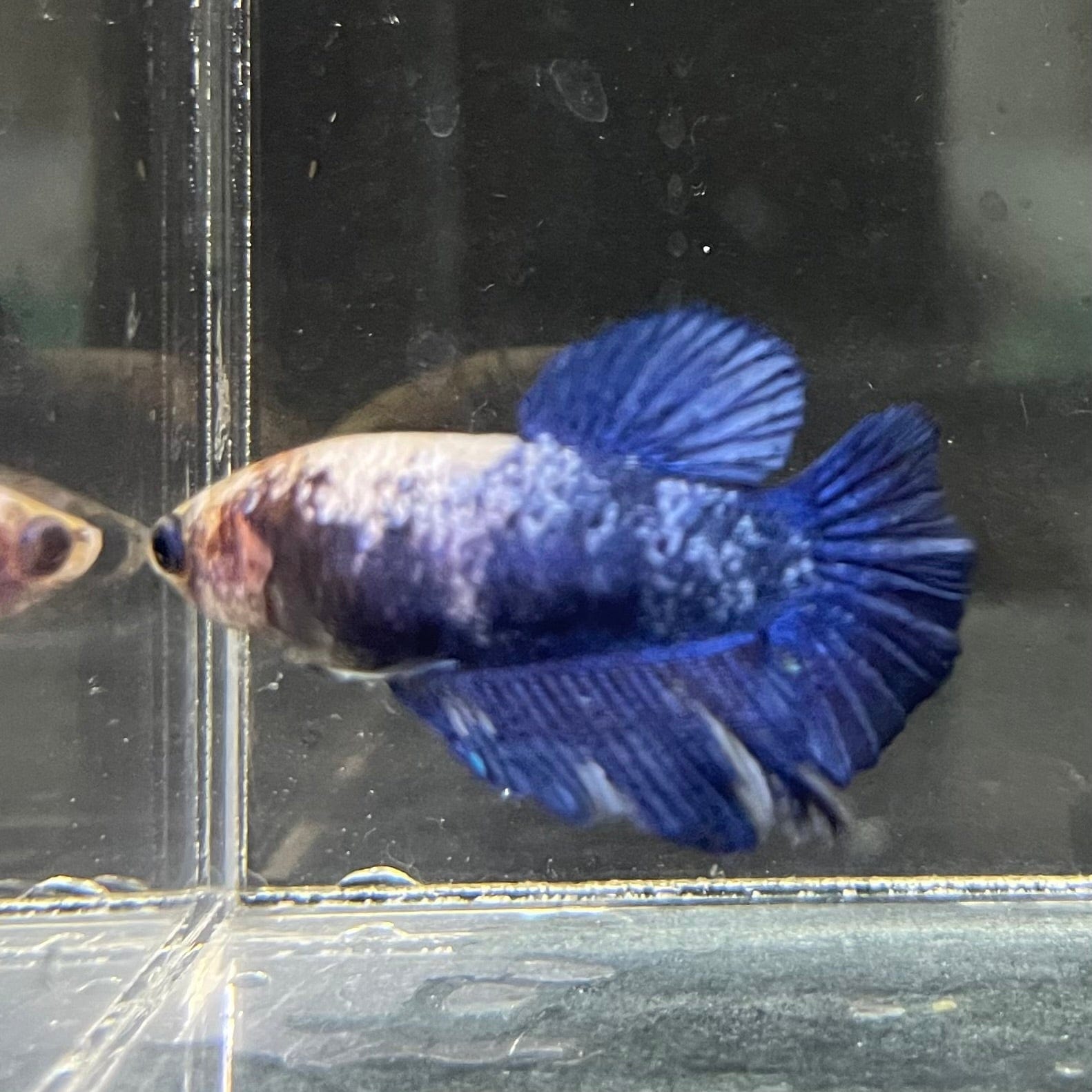 the-fish-farm Female Betta Female Betta - One Only - E Choose your own Female Betta at The Fish Farm Australia