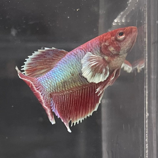 the-fish-farm Female Betta Female Betta - One Only - E Choose your own Female Betta at The Fish Farm Australia