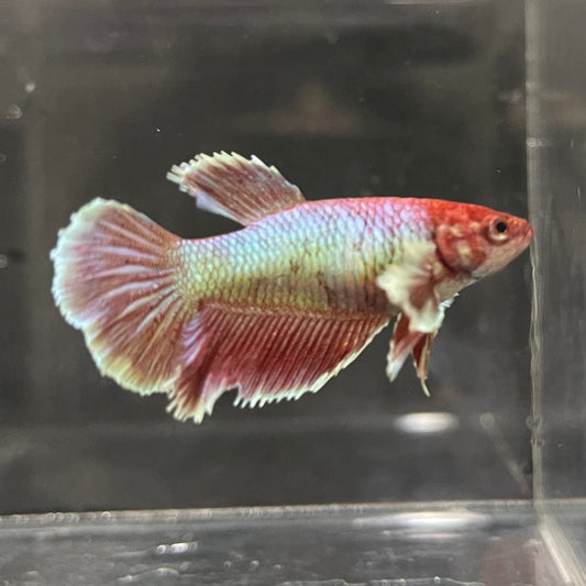 the-fish-farm Female Betta Female Betta - One Only - E Choose your own Female Betta at The Fish Farm Australia