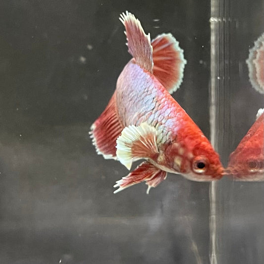 the-fish-farm Female Betta Female Betta - One Only - E Choose your own Female Betta at The Fish Farm Australia