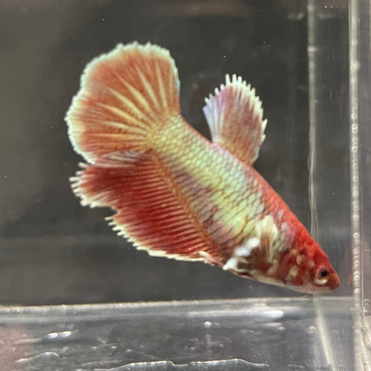 the-fish-farm Female Betta Female Betta - One Only - E Choose your own Female Betta at The Fish Farm Australia
