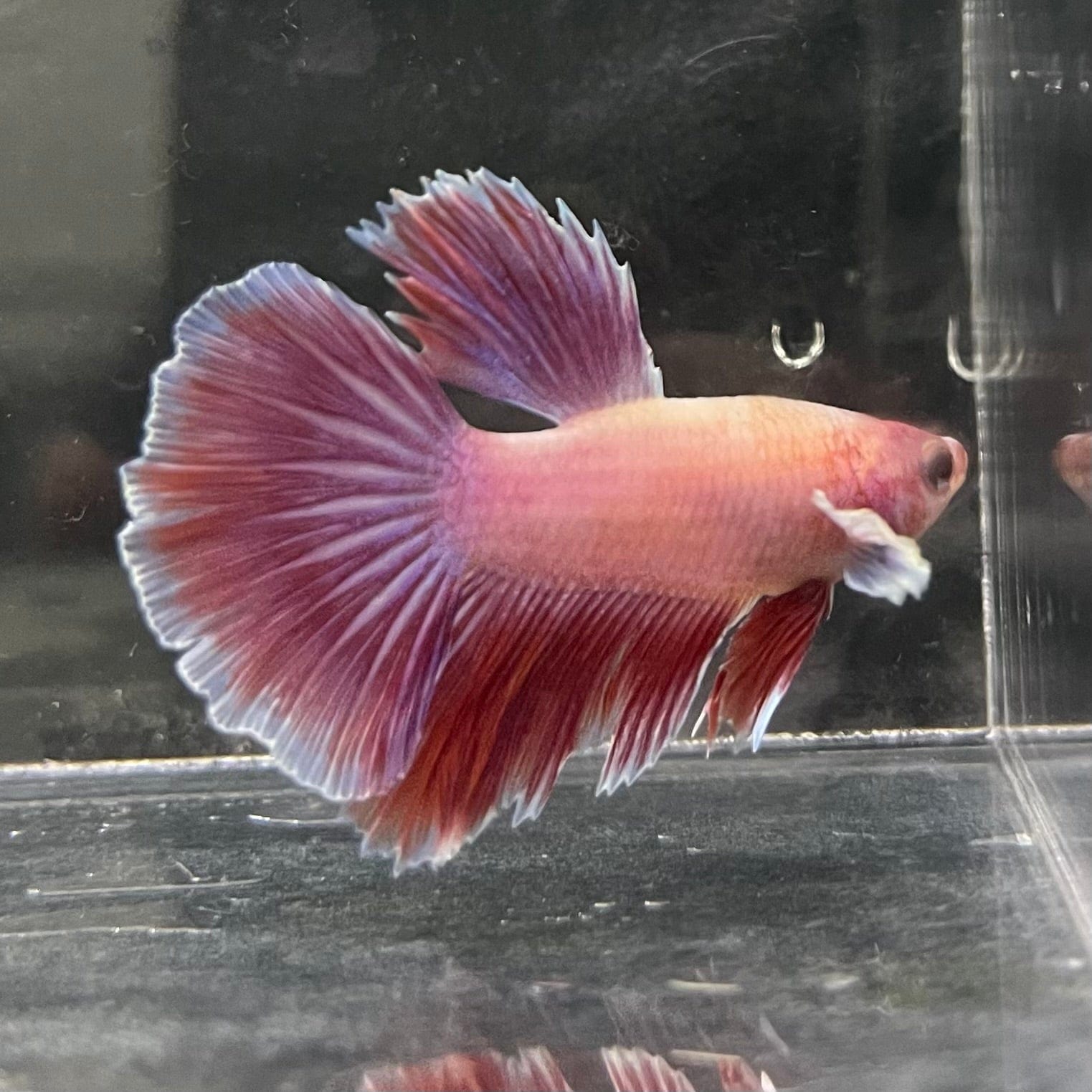 the-fish-farm Female Betta Female Betta - One Only - E Choose your own Female Betta at The Fish Farm Australia