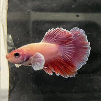 the-fish-farm Female Betta Female Betta - One Only - E Choose your own Female Betta at The Fish Farm Australia