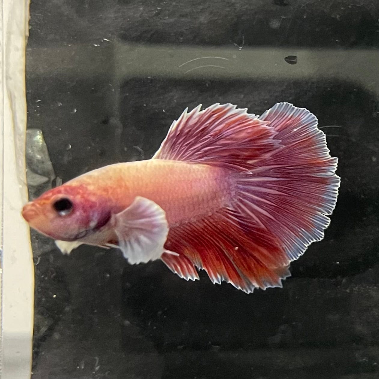 the-fish-farm Female Betta Female Betta - One Only - E Choose your own Female Betta at The Fish Farm Australia