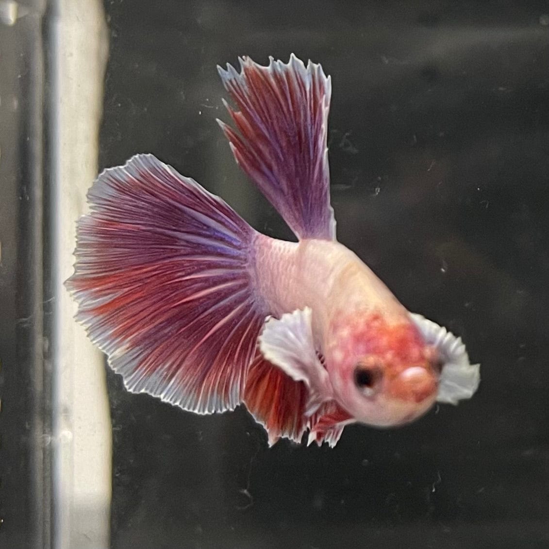 the-fish-farm Female Betta Female Betta - One Only - E Choose your own Female Betta at The Fish Farm Australia