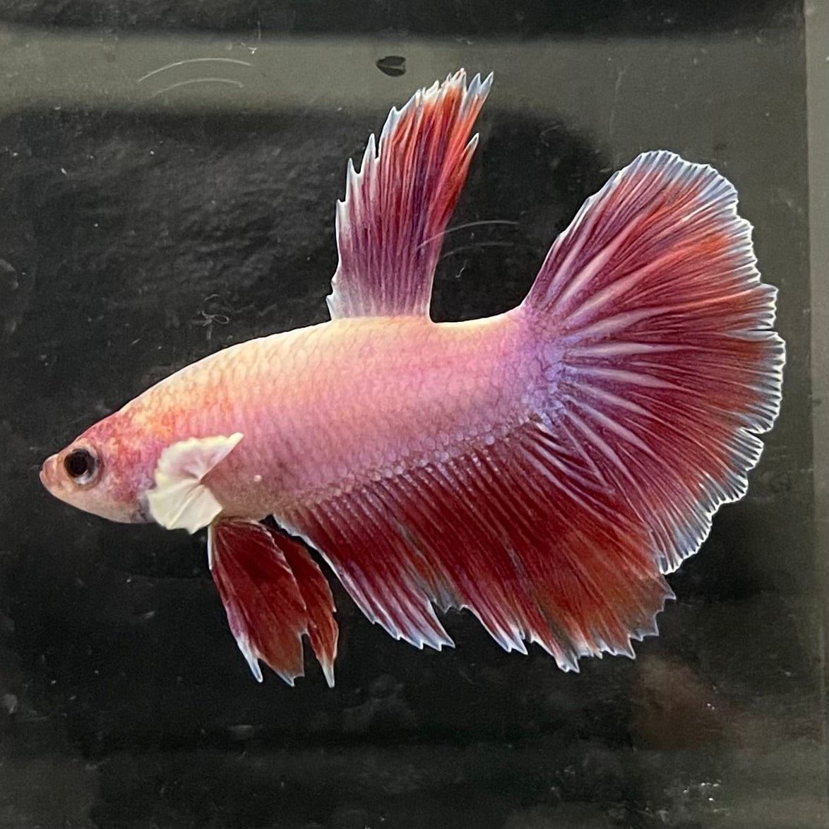 the-fish-farm Female Betta Female Betta - One Only - E Choose your own Female Betta at The Fish Farm Australia