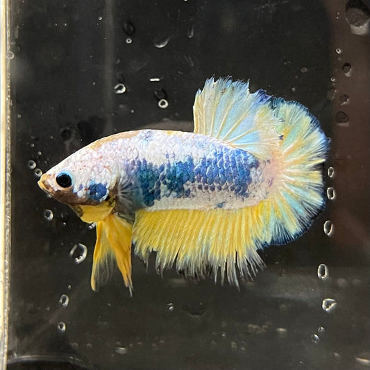 the-fish-farm Female Betta Female Betta - One Only - E Choose your own Female Betta at The Fish Farm Australia