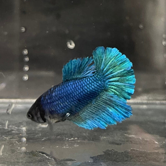 the-fish-farm Female Betta Female Betta - One Only - E Choose your own Female Betta at The Fish Farm Australia