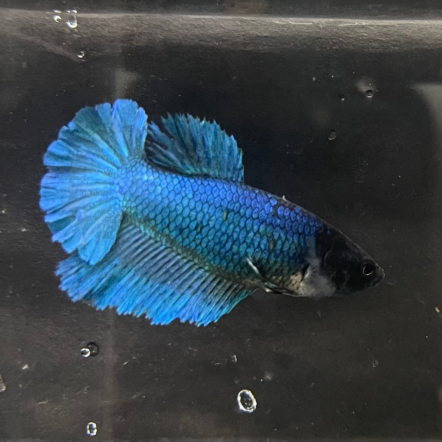 the-fish-farm Female Betta Female Betta - One Only - E Choose your own Female Betta at The Fish Farm Australia