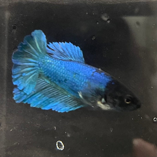 the-fish-farm Female Betta Female Betta - One Only - E Choose your own Female Betta at The Fish Farm Australia