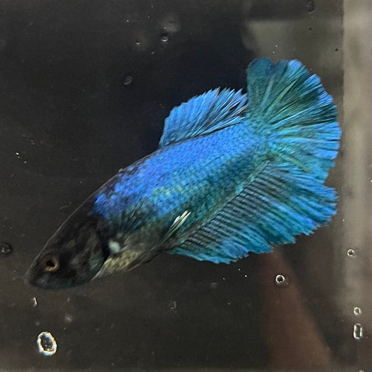 the-fish-farm Female Betta Female Betta - One Only - E Choose your own Female Betta at The Fish Farm Australia