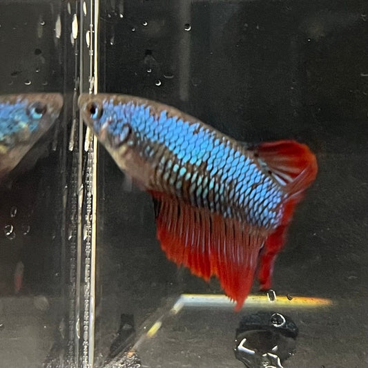 the-fish-farm Female Betta Female Betta - One Only - E Choose your own Female Betta at The Fish Farm Australia
