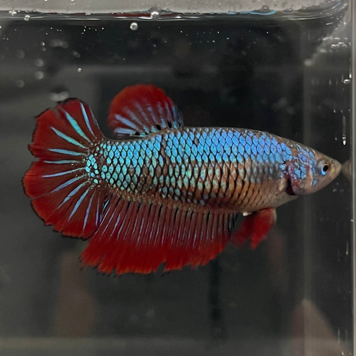 the-fish-farm Female Betta Female Betta - One Only - E Choose your own Female Betta at The Fish Farm Australia
